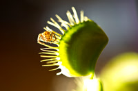 Predators, bite, "eating plant", insect, jungle, poison, "rocky horror picture show", spider, venom, web