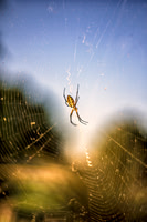 Bertazzoni, Nikon, Texas, "argiope aurantia", bite, "black & white", garden, hunting, insect, legs, phobia, spider, web