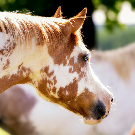 "paint horse", horse, texas, APHA, portrait, pet, riding, hoofs, colors, Nikon, Bertazzoni, indians, cowboys,
