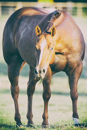 Bertazzoni, Indians, Nikon, Texas, apha, boys, bridles, burro, colors, "cow boys", donkey, "far west", halter, harness, herd, hoofs, horse, mustang, pack, paint, pioneers, portrait, "powerful horse",