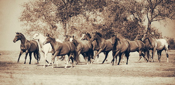 "old west", "far west", "black & white", horses, herd, prairie, nature, "running free", scenic, Bertazzoni, Nikon, "wild horses", speed. manes,