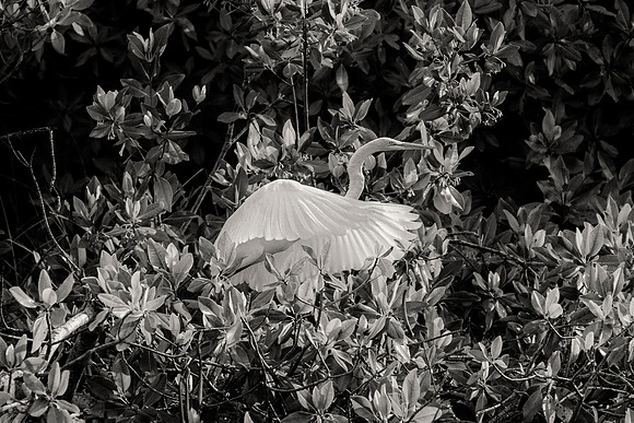Bertazzoni, Jamaica, Nikon, artistic, beak, colors, feathers, fishing, "flying heron", heron, legs, migration, nature, panning, pond, safari, safari, swamp, "white heron", "black & white"