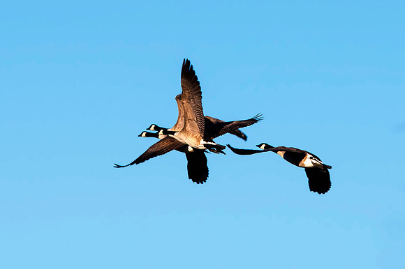 Bertazzoni, Nikon, colors, cooking, feathers, flying, food, geese, lakes, migration, nature, ponds, swamps, wings, winter,
