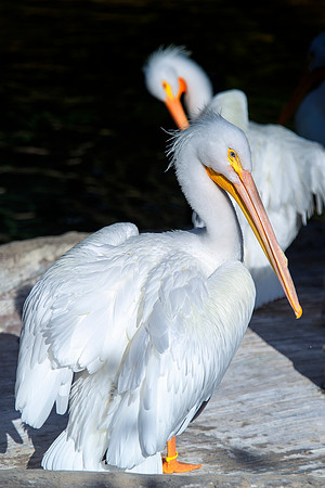 pelicans, sea, ocean, details, Bertazzoni, Nikon, beak, fish, fishing, waterfront, feathers, colors, nature, vacation, zoo, beach, boats,