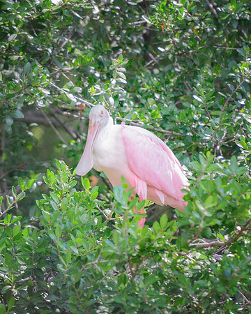 Spoonbill