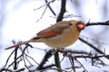 North American Birds Pt.1
